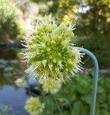 Lauch  Allium obliquum