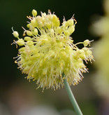 Lauch  Allium obliquum