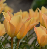 Tulpe  Tulipa batalinii 'Bronze Charm', BIO