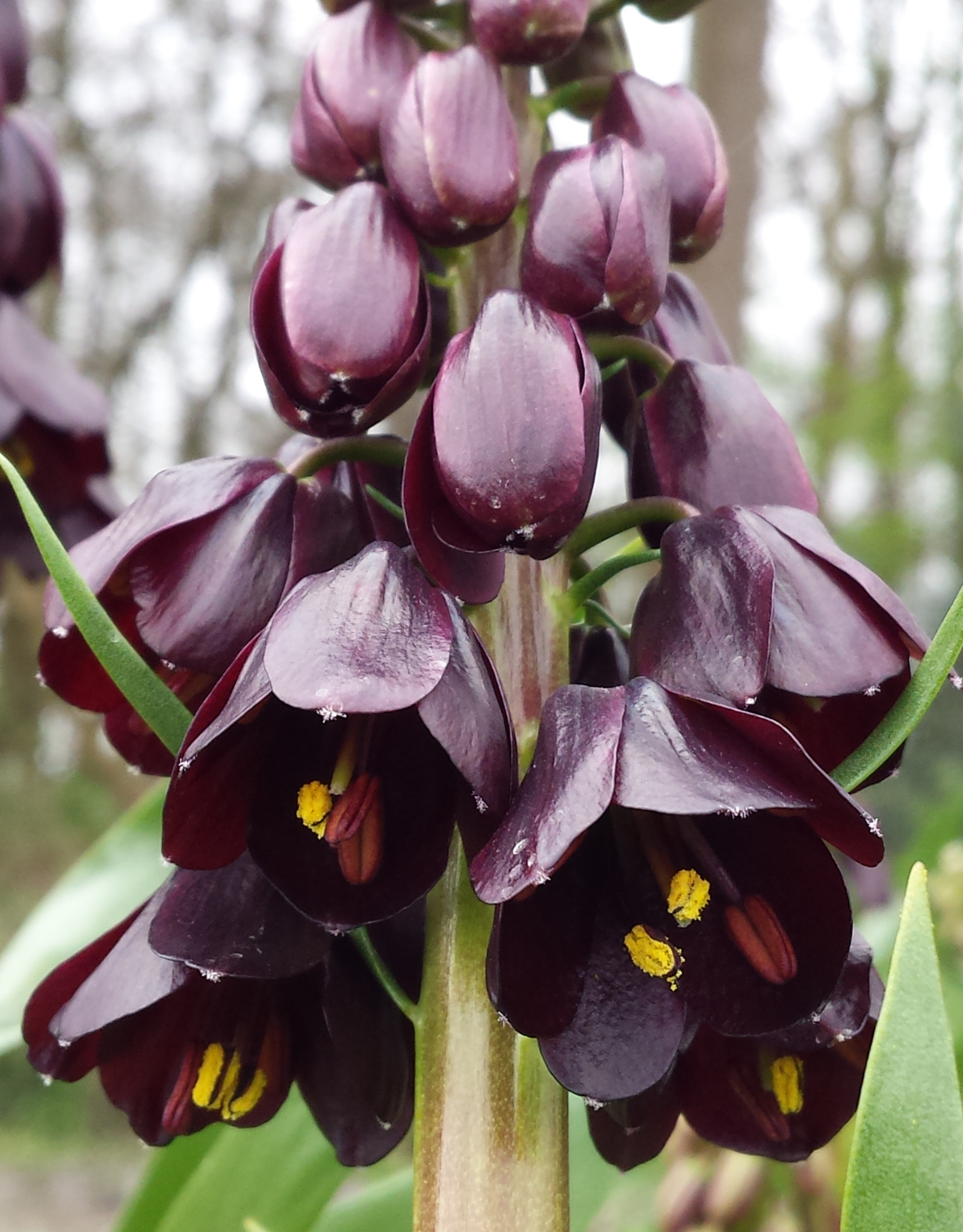 Kaiserkrone  Fritillaria persica 'Dynamite' (Persische Kaiserkrone)