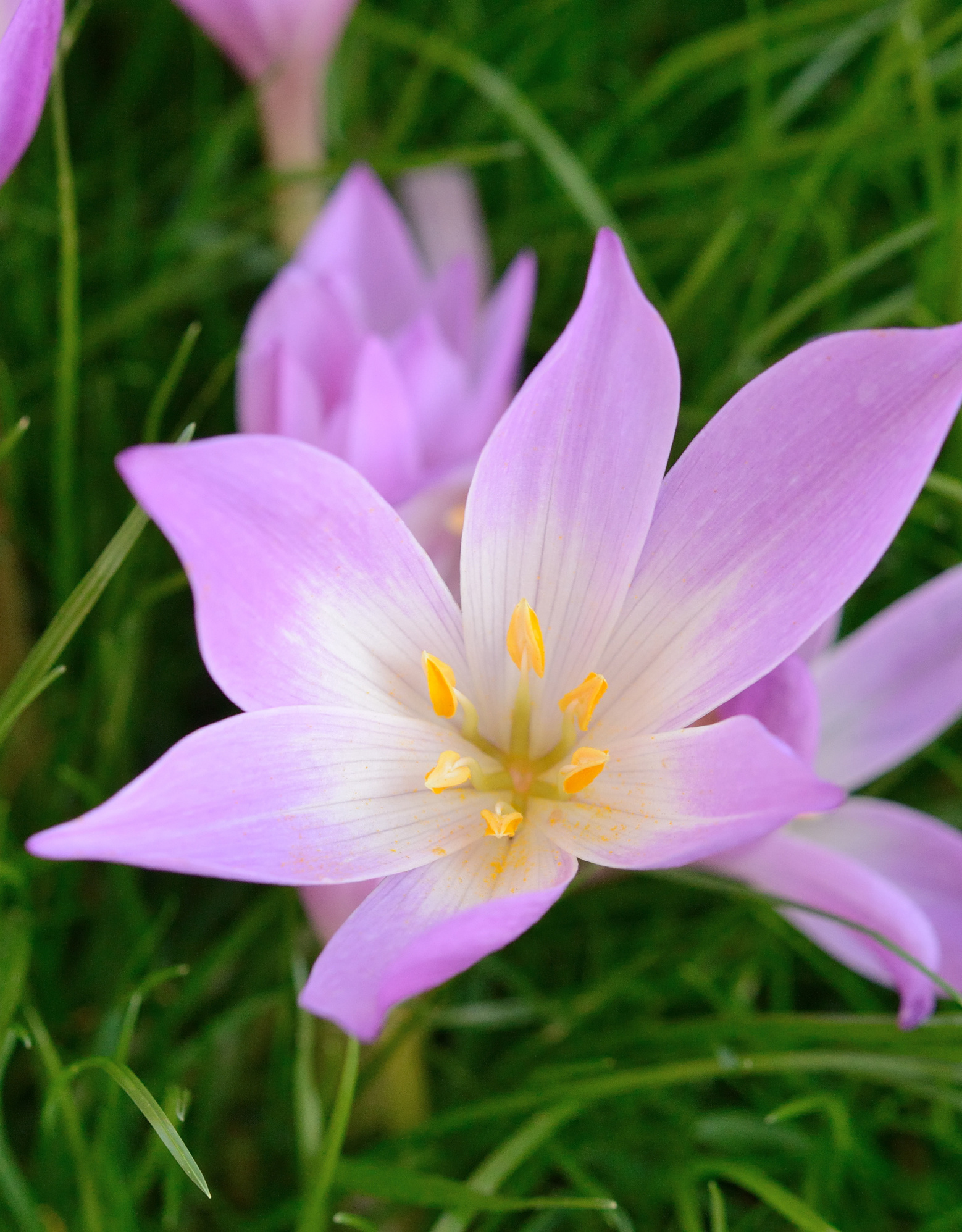 Herbstzeitlose  Colchicum speciosum (Herbst-Zeitlose)