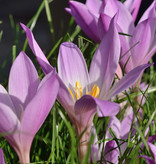 Herbstzeitlose  Colchicum speciosum (Herbst-Zeitlose)