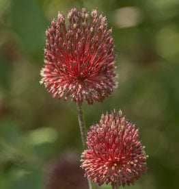 Zierlauch  Allium amethystinum 'Red Mohican'