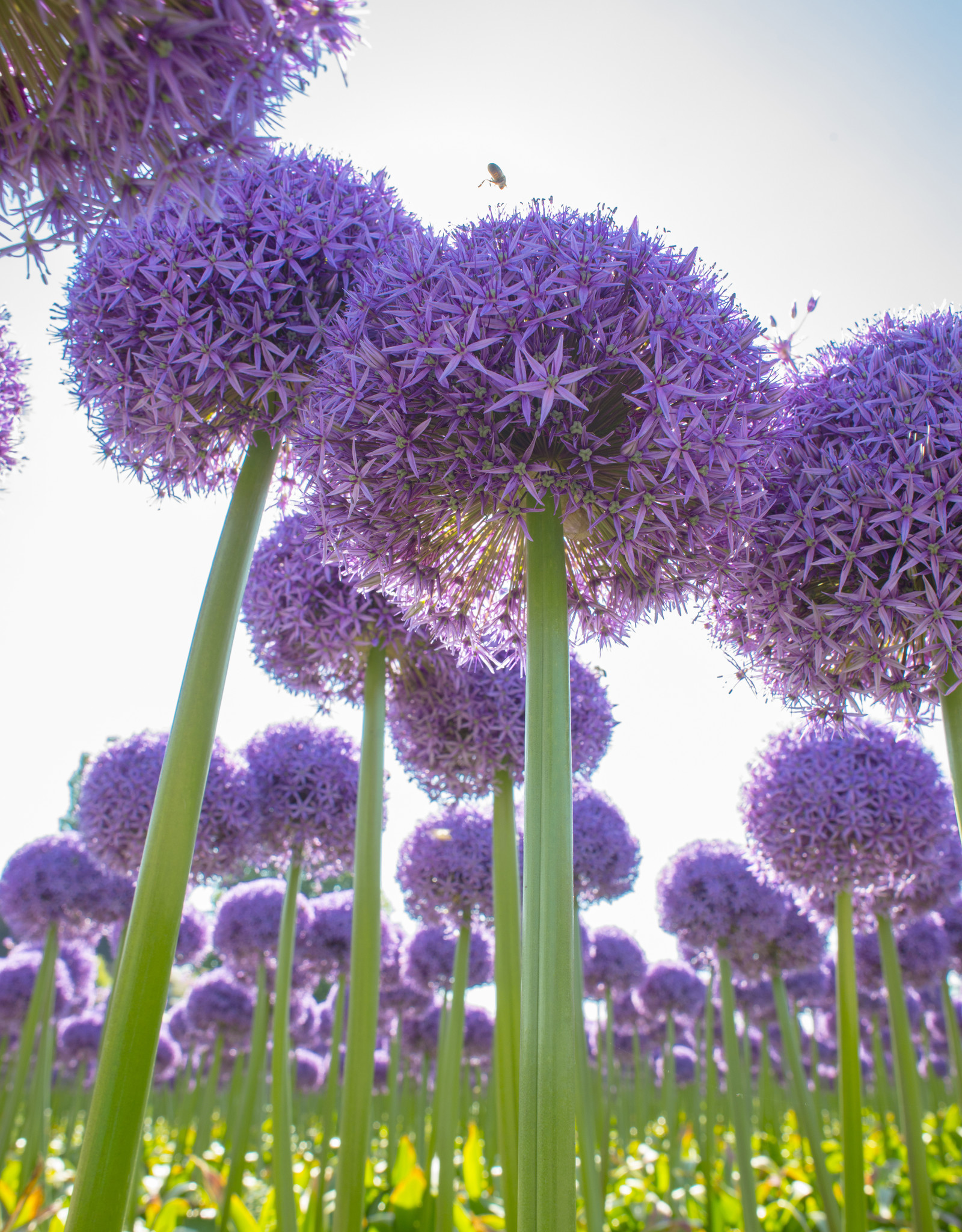 Allium 'Globemaster' (Zierlauch) kaufen De Warande Starkezwiebeln.de
