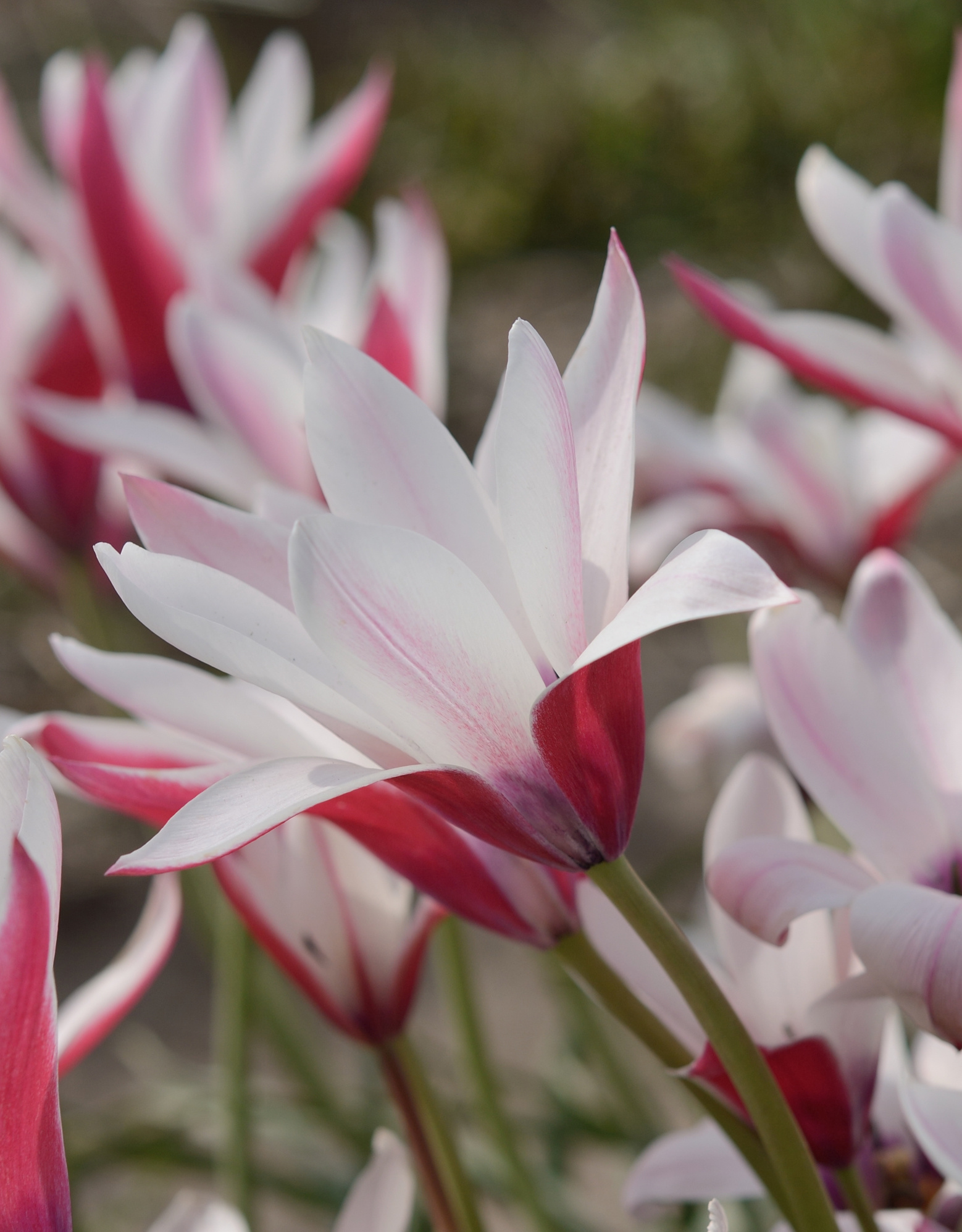 Tulpe (Wild)  Tulipa clusiana 'Peppermint Stick'