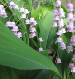 Maiglöckchen  Convallaria majalis 'Rosea' (Maiglöckchen) - Stinsenpflanze