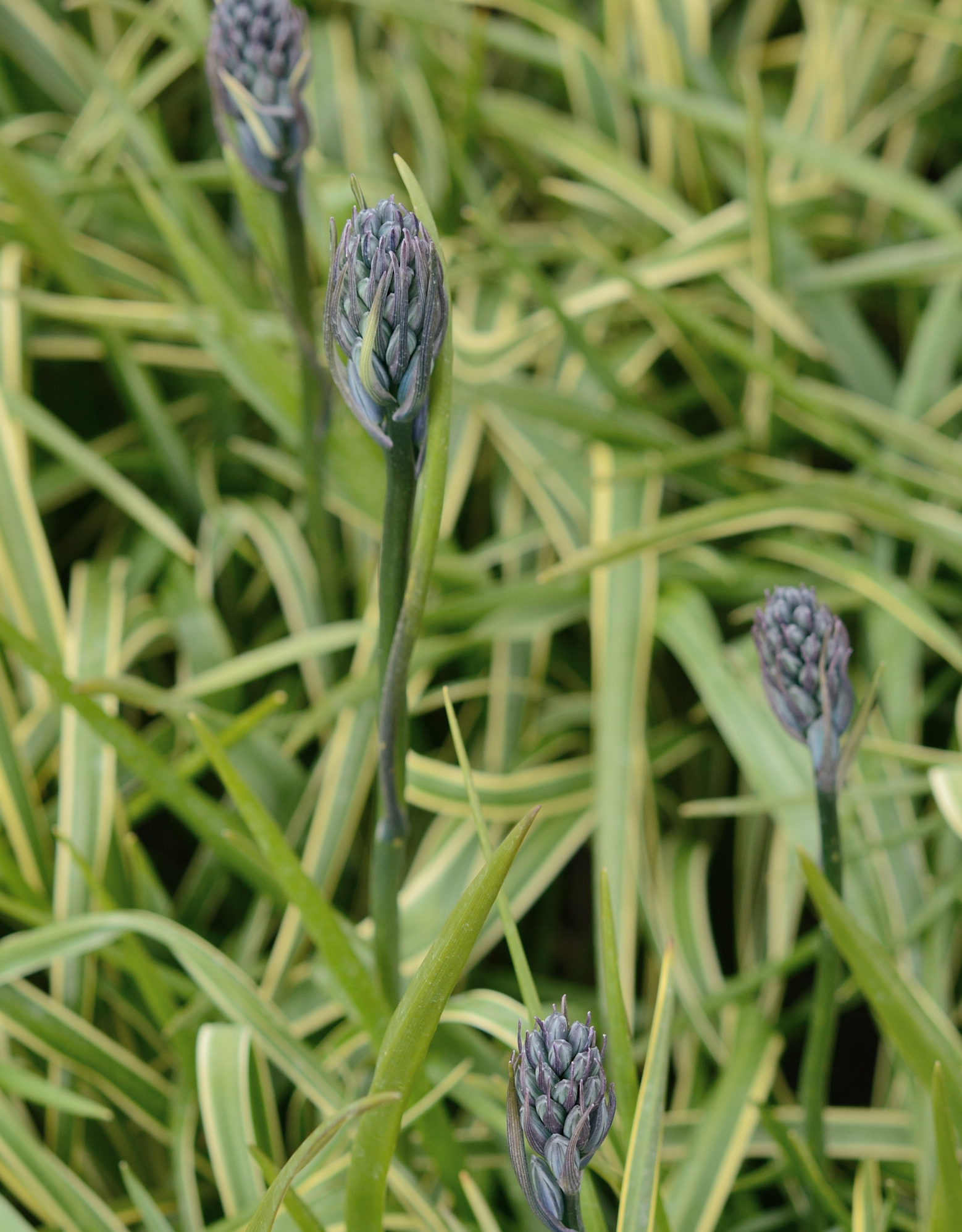 Prärielilie  Camassia quamash 'Blue Melody' (Prärielilie)