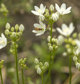 Triteleien  Triteleia hyacinthina