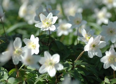 ANEMONE - Buschwindröschen & Anemone