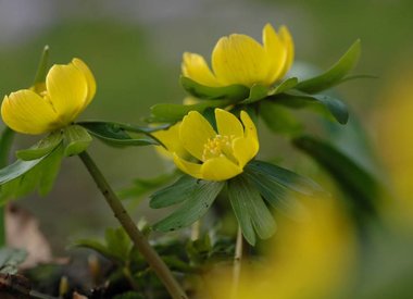 ERANTHIS - Winterling