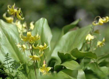 ERYTHRONIUM - Hundszahn