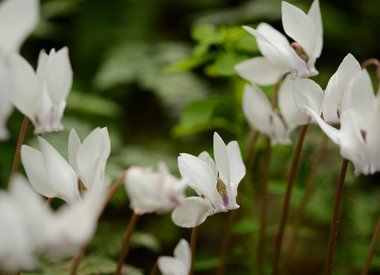 CYCLAMEN - Alpenveilchen