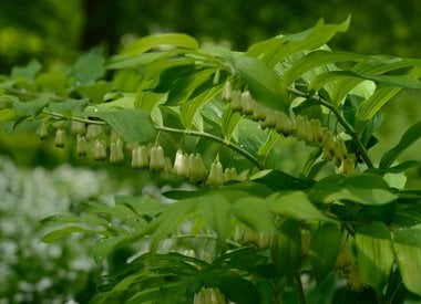 POLYGONATUM - Vielblütige Weisswurz