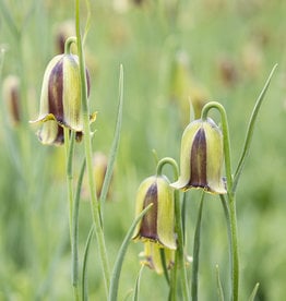 Schachbrettblume  Fritillaria acmopetala