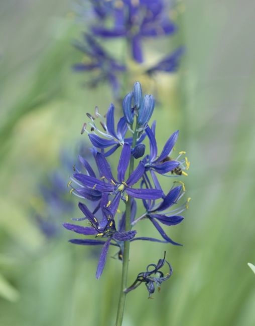 Prärielilie  Camassia quamash (Prärielilie)