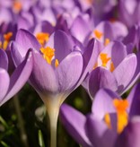 Krokus (Elfen/Dalmatiner)  Crocus tommasinianus 'Barr's Purple' (Elfen/Dalmatiner Krokus) - Stinsenpflanze , BIO