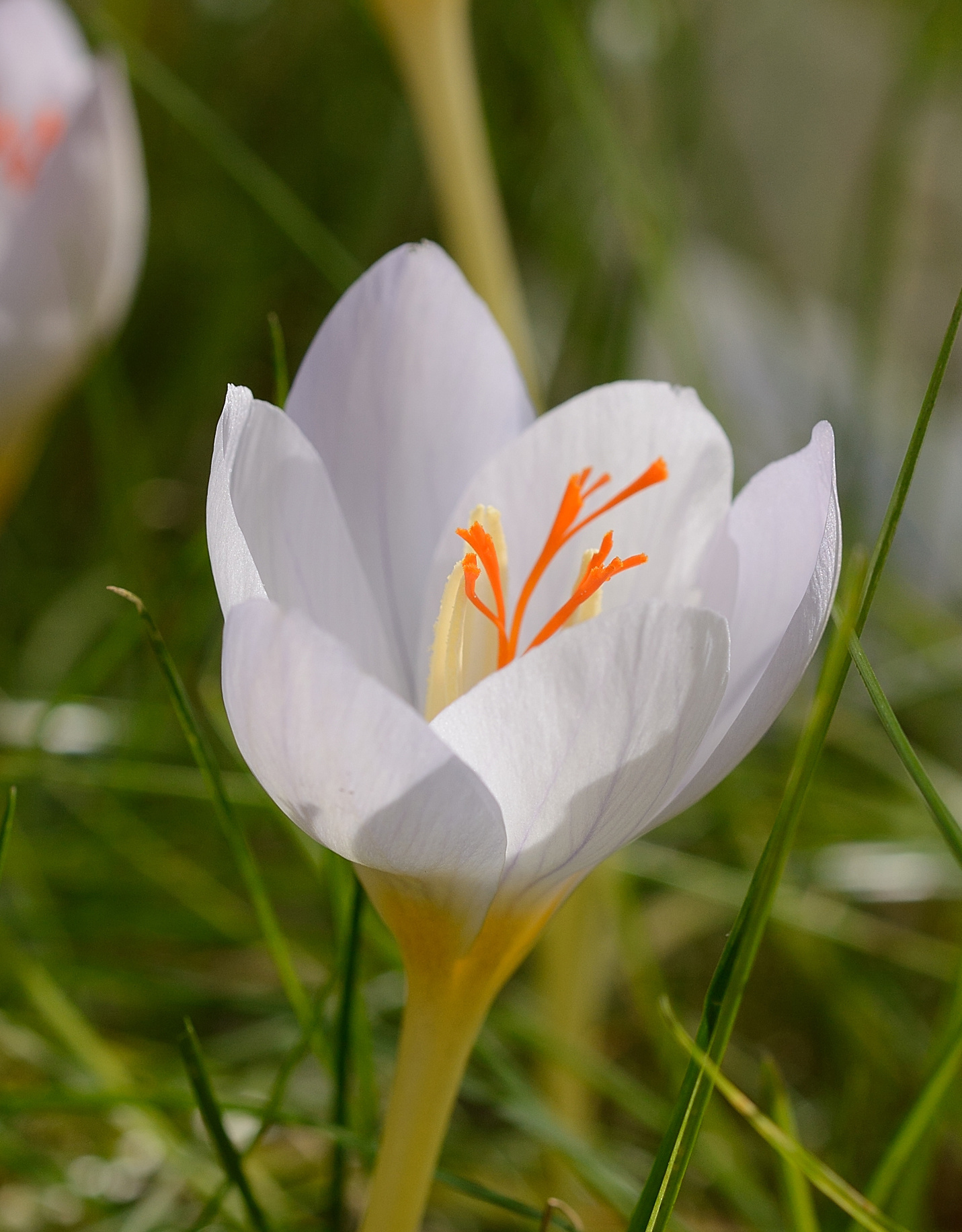 Krokus (Herbst)  Crocus pulchellus 'Zephyr' (Rosen-Herbst-Krokus)