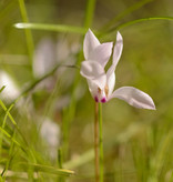 Garten-Alpenveilchen (Herbst)  Cyclamen cilicium (Anatolien-Alpenveilchen)