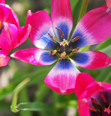 Tulpe  Tulipa 'Little Beauty', BIO