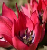 Tulpe  Tulipa 'Little Beauty', BIO