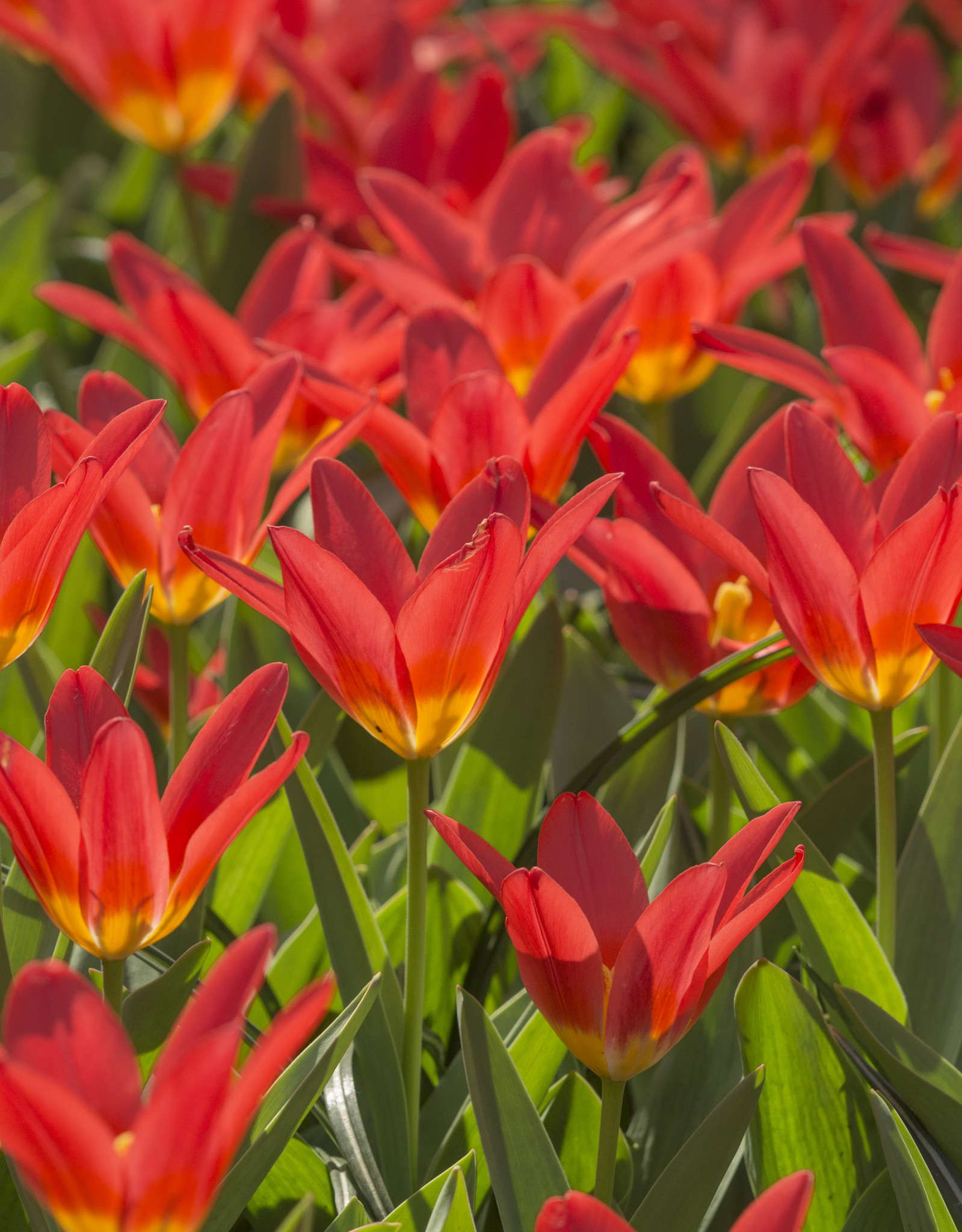 Tulpe  Tulipa 'Scarlet Baby'