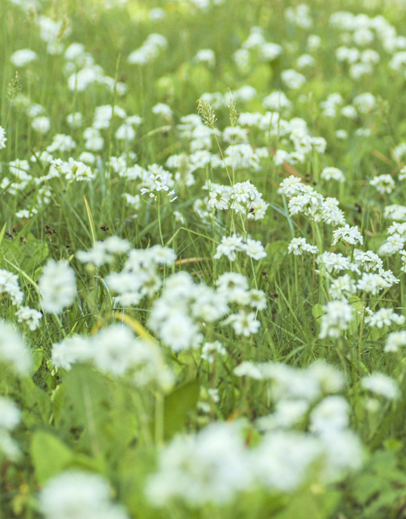 Haarlemsches Glockenspiel  Saxifraga granulata var. plena (Knöllchen-Steinbrech/Haarlemsches Glockenspiel)