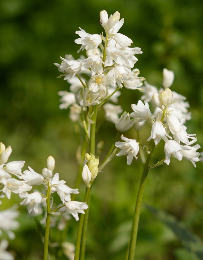 Hasenglöckchen (Spanisches)  Hyacinthoides hispanica weiss (Spanisches Hasenglöckchen) - Stinsenpflanze