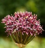 Lauch (Schwarzpurpurner)  Allium atropurpureum (Schwarzpurpurner Lauch)