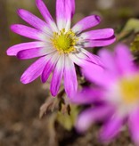 Anemone (Strahlen)  Anemone blanda 'Radar' (Strahlenanemone)