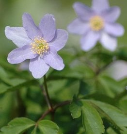 Buschwindröschen  Anemone nemorosa 'Robinsoniana'