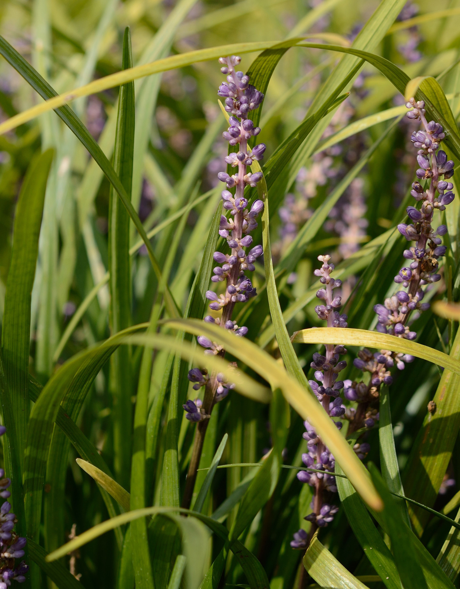 Lilientraube  Liriope muscari 'Big Blue' (Lilientraube)