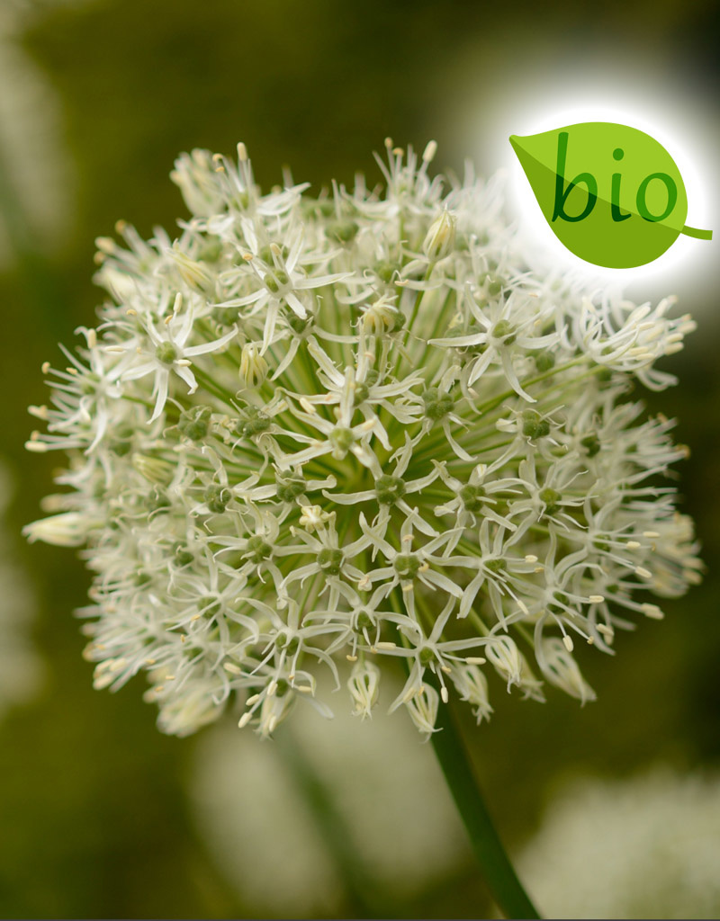 Zierlauch  Allium 'Mount Everest' ('Mount Everest' Lauch), BIO