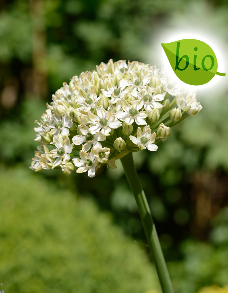 Lauch  Allium nigrum, BIO (Schwarz-Lauch)