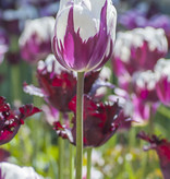 Tulpe  Tulipa 'Rem's Favourite' (Tulpe)