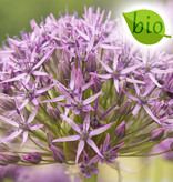 Zierlauch  Allium 'Violet Beauty', BIO (Zierlauch)