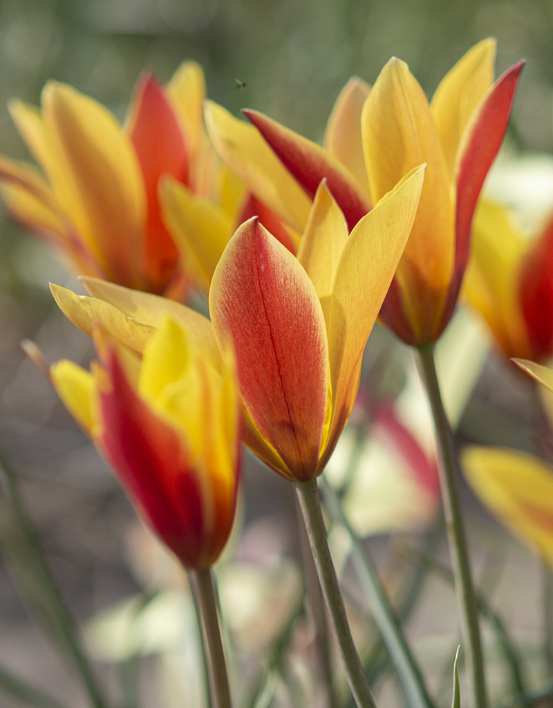 Tulpe  Tulipa clusiana var. chrysantha 'Tubergens Gem' (Tulpe)