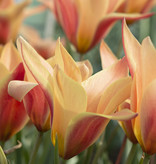 Tulpe  Tulipa clusiana 'Sheila' (Tulpe)