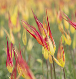 Tulpe  Tulipa acuminata (Tulpe)