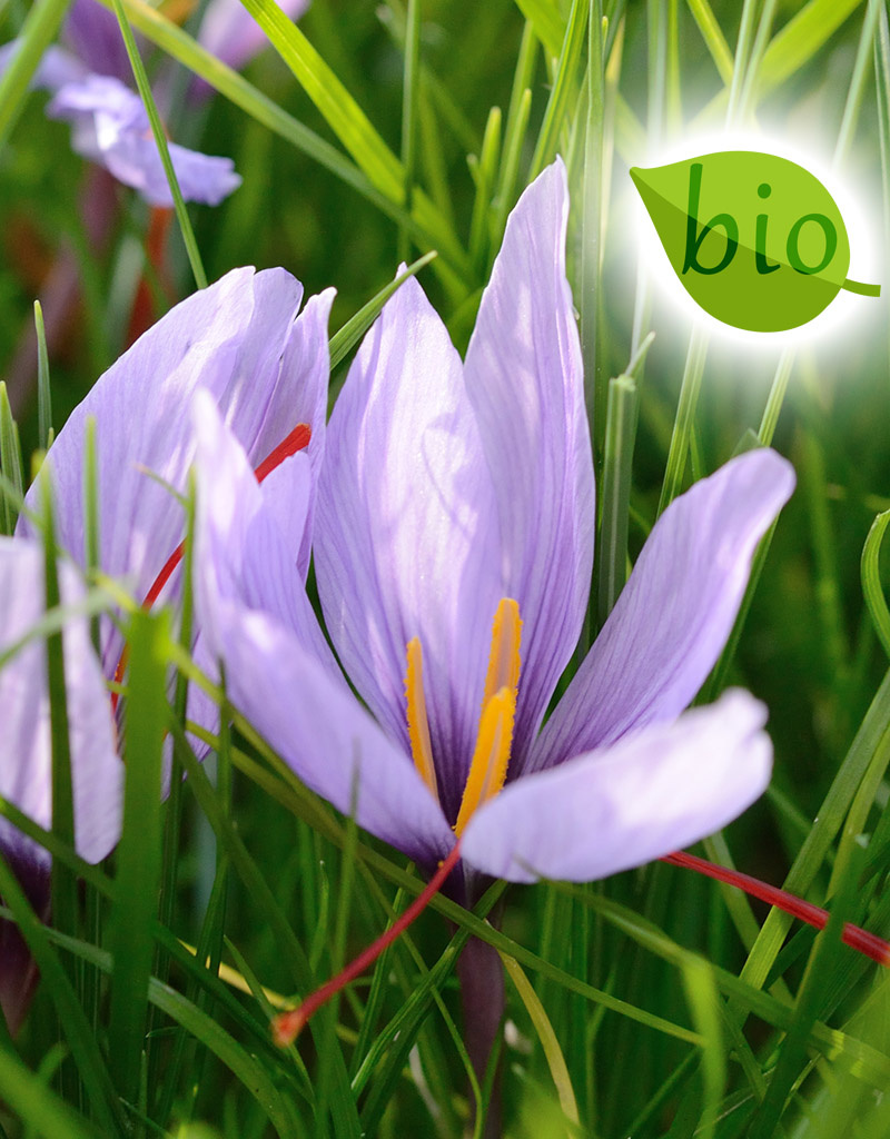 Krokus (Safran)  Crocus sativus (Safran-Krokus), BIO