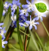 Schneeglanz  Chionodoxa forbesii 'Blue Giant' (Schneeglanz), BIO