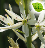 Prärielilie  Camassia leichtlinii 'Sacajawea' (Prärielilie), BIO