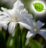 Schneeglanz (Gewöhnlicher)  Chionodoxa luciliae 'Alba' (Gewöhnlicher Schneeglanz) - Stinsenpflanze, BIO