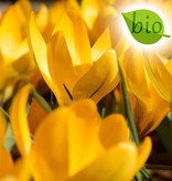 Krokus  Crocus gelb, BIO