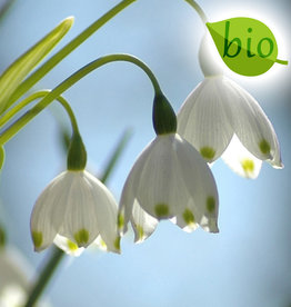 Sommer-Knotenblume  Leucojum aestivum 'Gravitye Giant', BIO