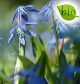 Blaustern (Sibirischer)  Scilla siberica, Bio (Sibirischer Blaustern) - Stinsenpflanze, BIO