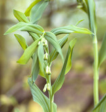 Vielblütige Weisswurz  Polygonatum multiflorum (Vielblütige Weisswurz)