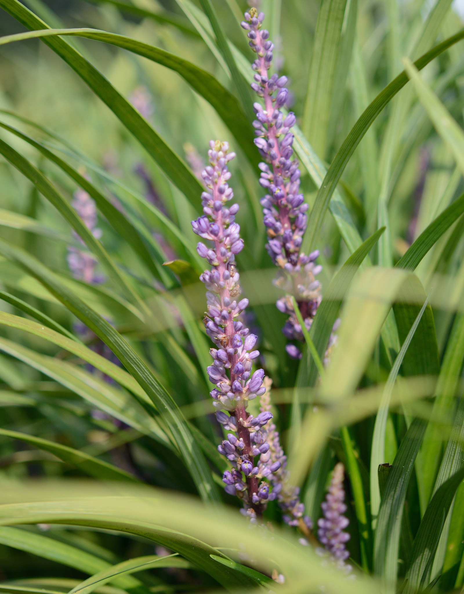 Lilientraube  Liriope muscari 'Super Blue' (Lilientraube)