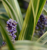 Lilientraube  Liriope muscari 'Gold Banded' (Lilientraube)