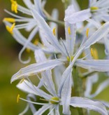 Prärielilie  Camassia cusickii (Prärielilie)