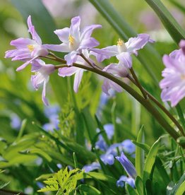 Schneeglanz  Chionodoxa forbesii 'Pink Giant'